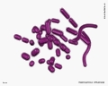 haemophilus influenzae